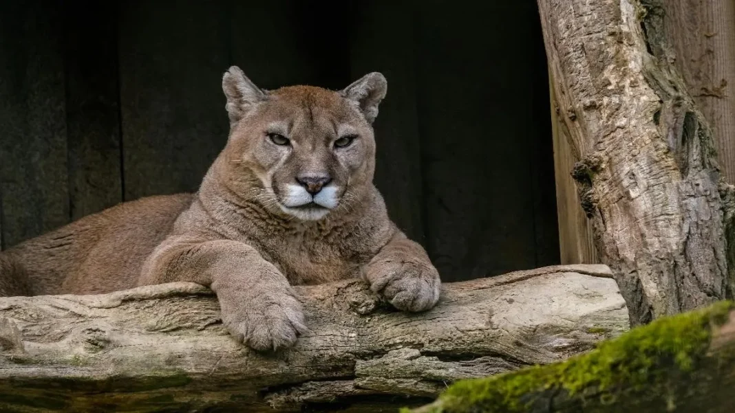 El tierno vínculo entre un puma y su cría en Torres del Paine que conmueve al mundo.