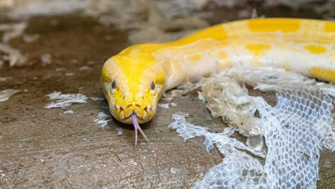 Pitón se fuga en Valparaíso; SAG intensifica la búsqueda cerca del Congreso.