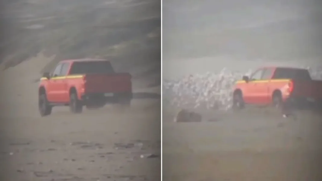 Conductor acusado de atropellar aves marinas intencionalmente en playa Ritoque