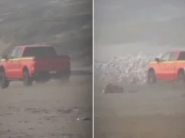 Conductor acusado de atropellar aves marinas intencionalmente en playa Ritoque