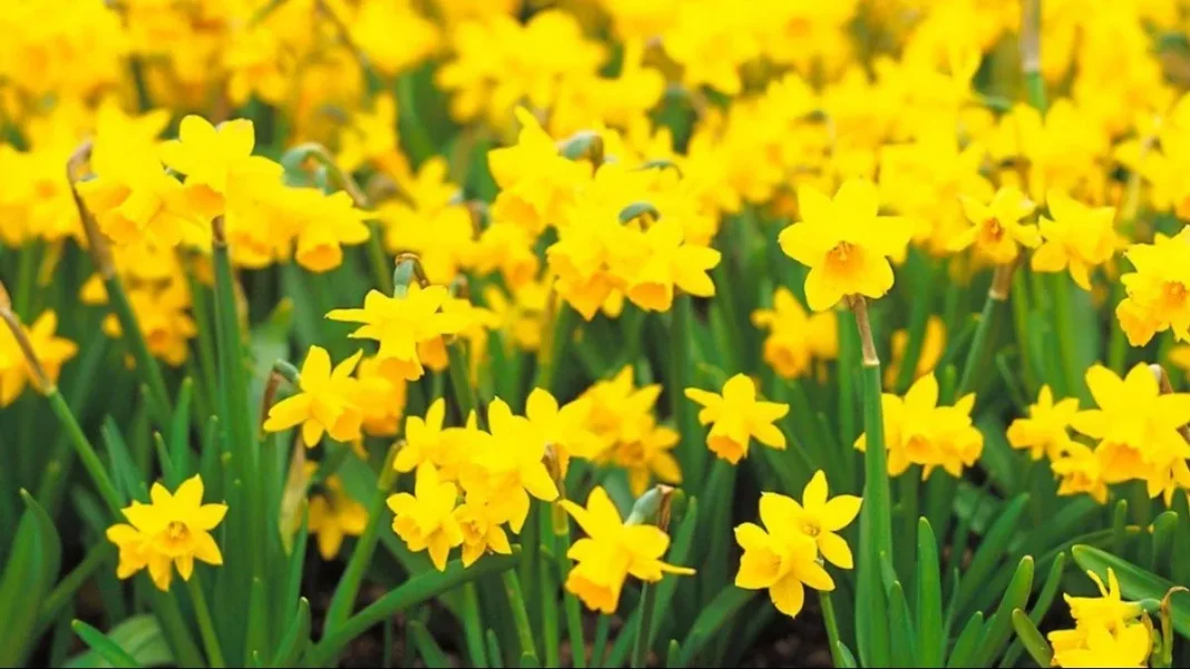 Primavera 2024: Descubre cuándo comienza esta hermosa estación en Chile.