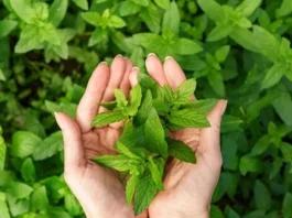 Descubre la planta milagrosa que transforma tu jardín y potencia tu salud.