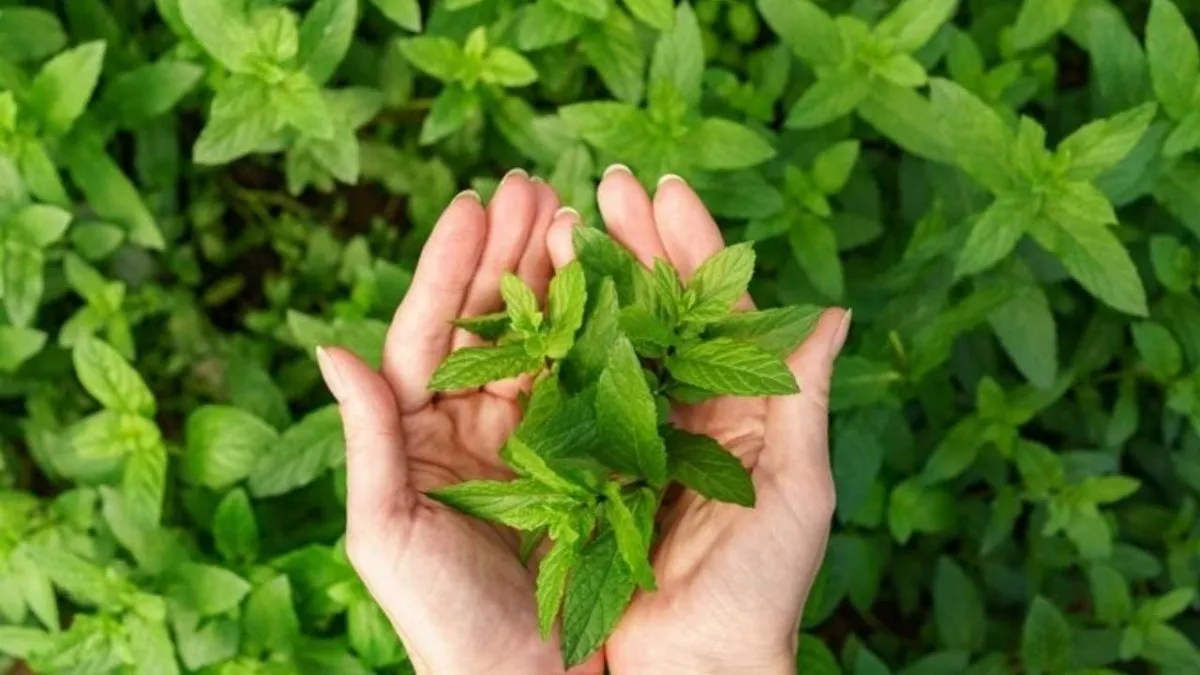 Descubre la planta milagrosa que transforma tu jardín y potencia tu salud.