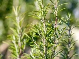Adiós a la celulitis: descubre cómo hacer tu propia crema de romero en casa.