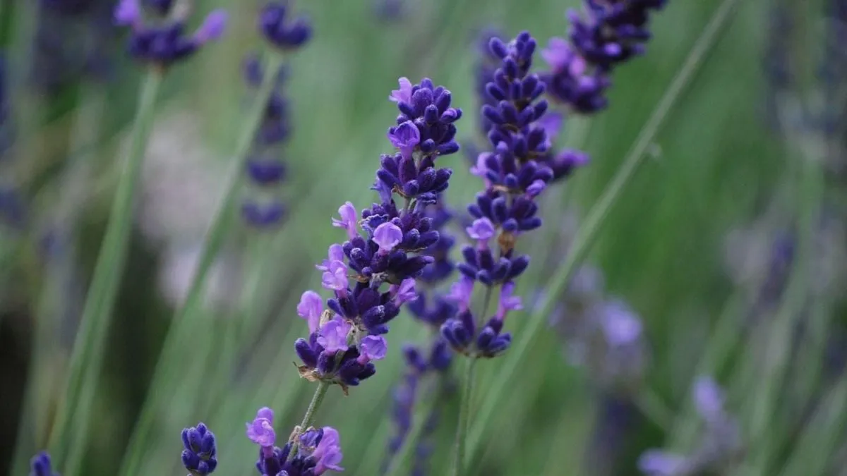 Descubre el secreto natural para mantener viva tu planta de lavanda sin químicos.