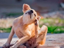 Prepara un spray casero con 3 ingredientes para combatir pulgas y garrapatas eficazmente.