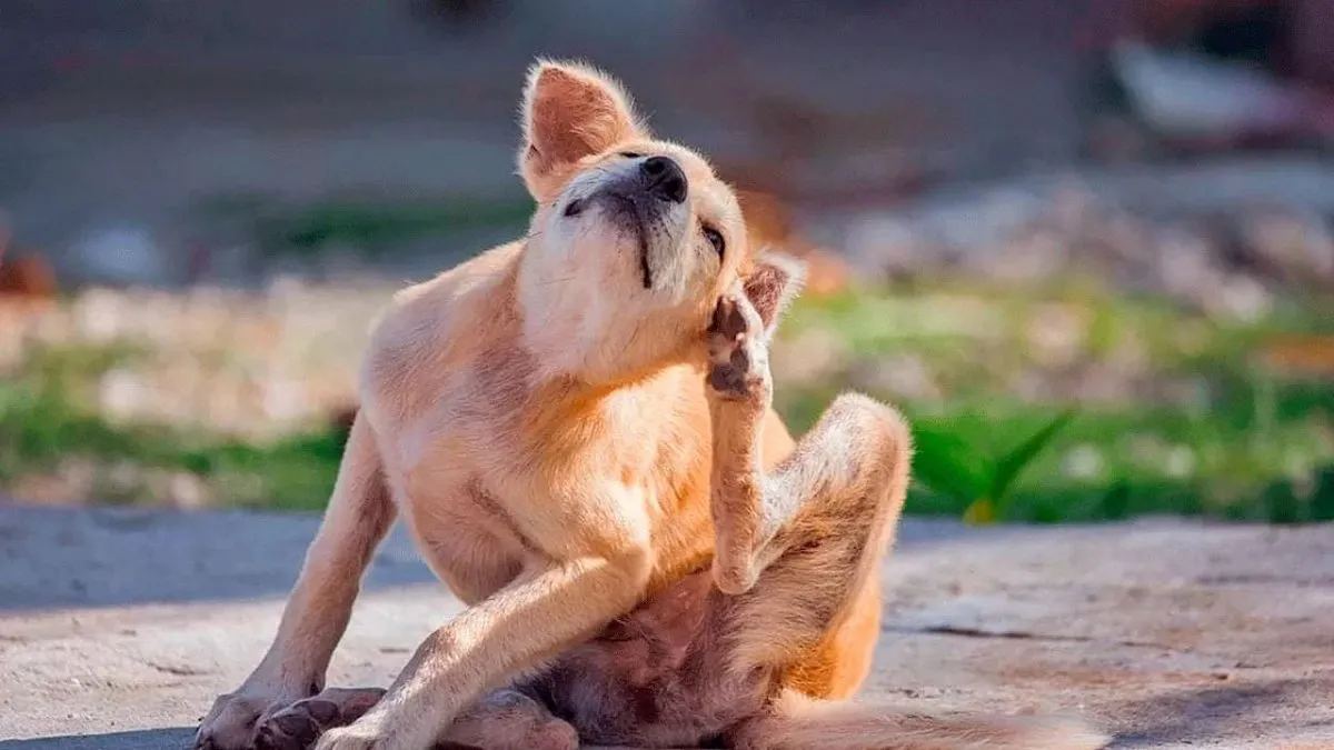 Prepara un spray casero con 3 ingredientes para combatir pulgas y garrapatas eficazmente.