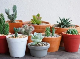Descubre el truco para hacer florecer tus cactus esta primavera sin gastar en fertilizante.