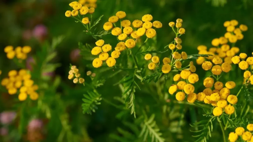Descubre el lado oculto de la planta repelente de mosquitos: un peligro inesperado.