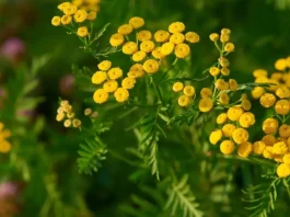 Descubre el lado oculto de la planta repelente de mosquitos: un peligro inesperado.