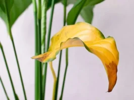 Recupera el brillo de tu Spatifilium: tips para hojas verdes y flores abundantes.