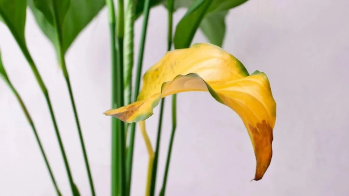 Recupera el brillo de tu Spatifilium: tips para hojas verdes y flores abundantes.