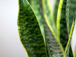 Plantas ideales para tu entrada: belleza y protección contra malas energías.