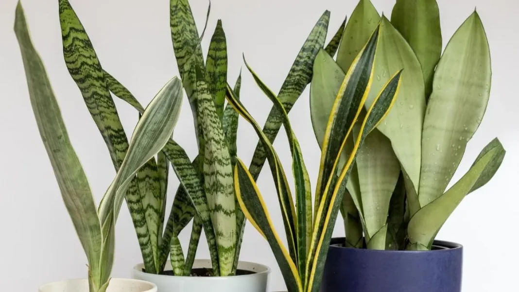 Descubre 3 trucos mágicos para multiplicar tu Sansevieria esta primavera.