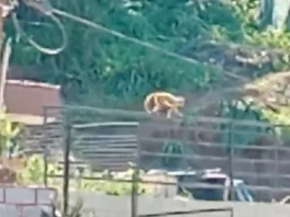 Mono explora las encantadoras calles de Quilpué en su nueva aventura urbana.