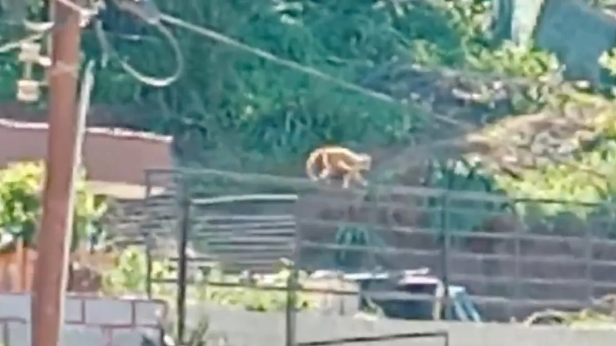 Mono explora las encantadoras calles de Quilpué en su nueva aventura urbana.