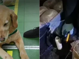 Perro de Carabineros ayuda en la incautación de un histórico cargamento de drogas.