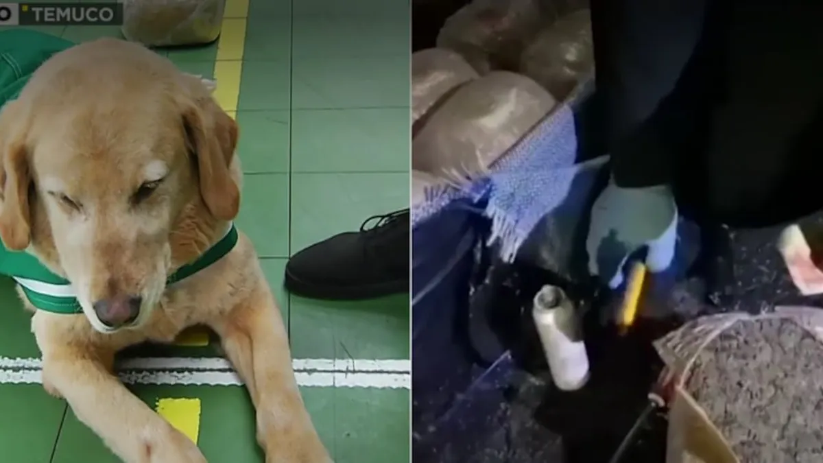 Perro de Carabineros ayuda en la incautación de un histórico cargamento de drogas.
