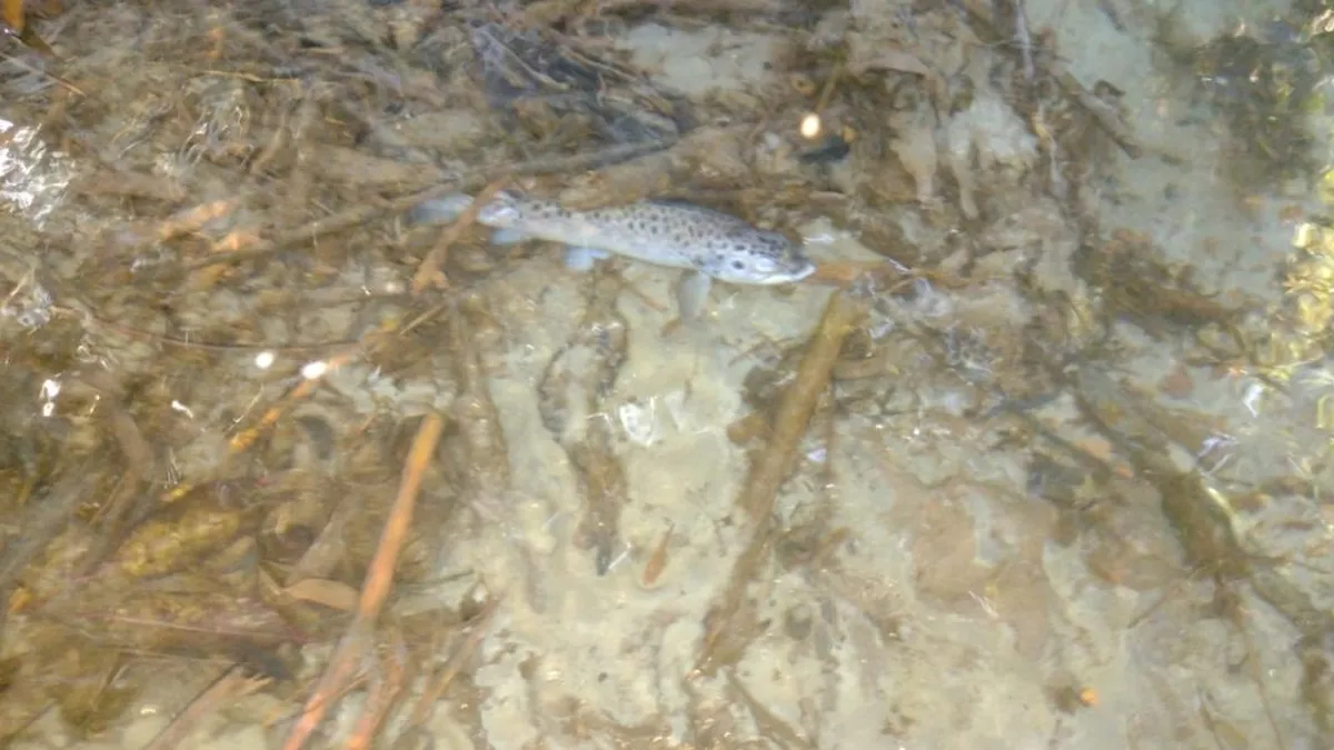 Contaminación en el estero Loncoche: cemento causa muerte de peces.