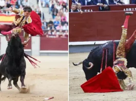 Torero gravemente herido tras ataque de un toro en evento en España.