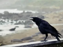 Científicos investigan el comportamiento de cuervos que acosan a humanos.