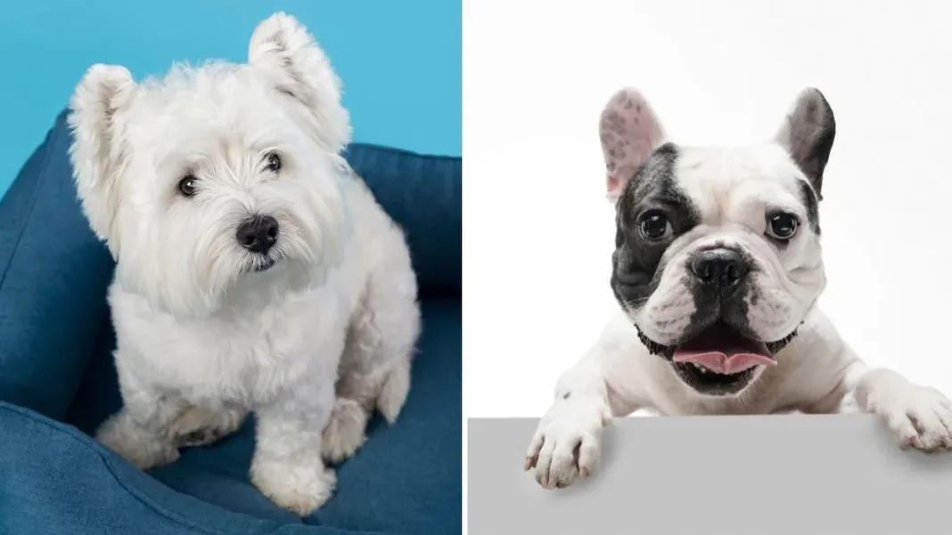 Conoce las razas de perro más afectadas por dermatitis atópica y cómo protegerlas.