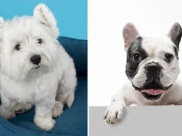 Conoce las razas de perro más afectadas por dermatitis atópica y cómo protegerlas.