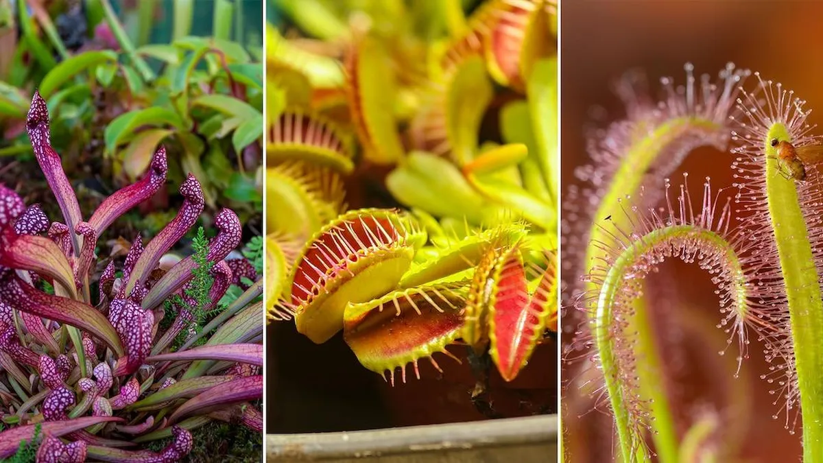 Descubre las plantas carnívoras más fascinantes y su cuidado en casa. Descubre las plantas carnívoras más fascinantes y su cuidado en casa.