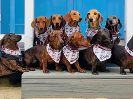 Miles de perros salchicha se unieron en la playa para un evento solidario.