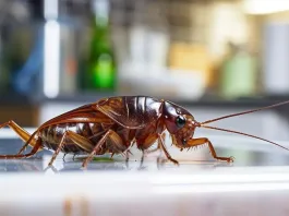 Descubre la planta que mantiene a las cucarachas fuera de tu cocina.