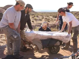 Fósiles de un dinosaurio gigante hallados en Río Negro