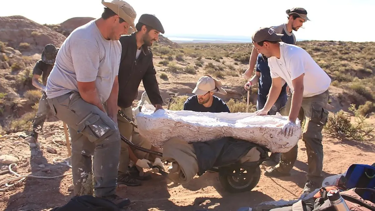 Fósiles de un dinosaurio gigante hallados en Río Negro