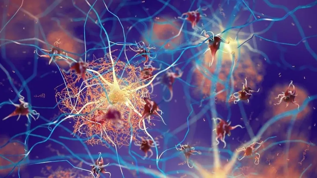 Científicos hallan el sistema de desechos del cerebro