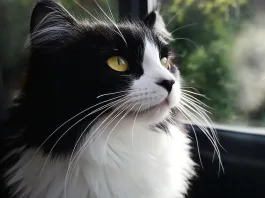 Descubre una técnica innovadora para detectar el dolor crónico en gatos sin sedación.