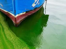 Los virus gigantes: un nuevo desafío para los ecosistemas marinos y las algas.