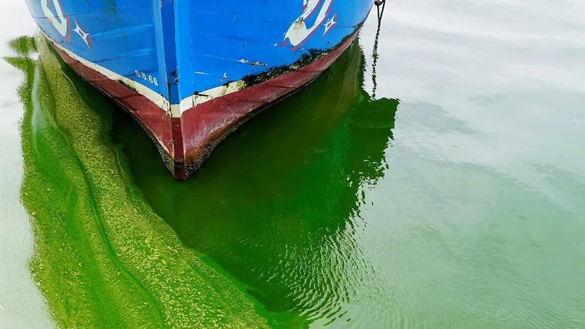 Los virus gigantes: un nuevo desafío para los ecosistemas marinos y las algas. Los virus gigantes: un nuevo desafío para los ecosistemas marinos y las algas.