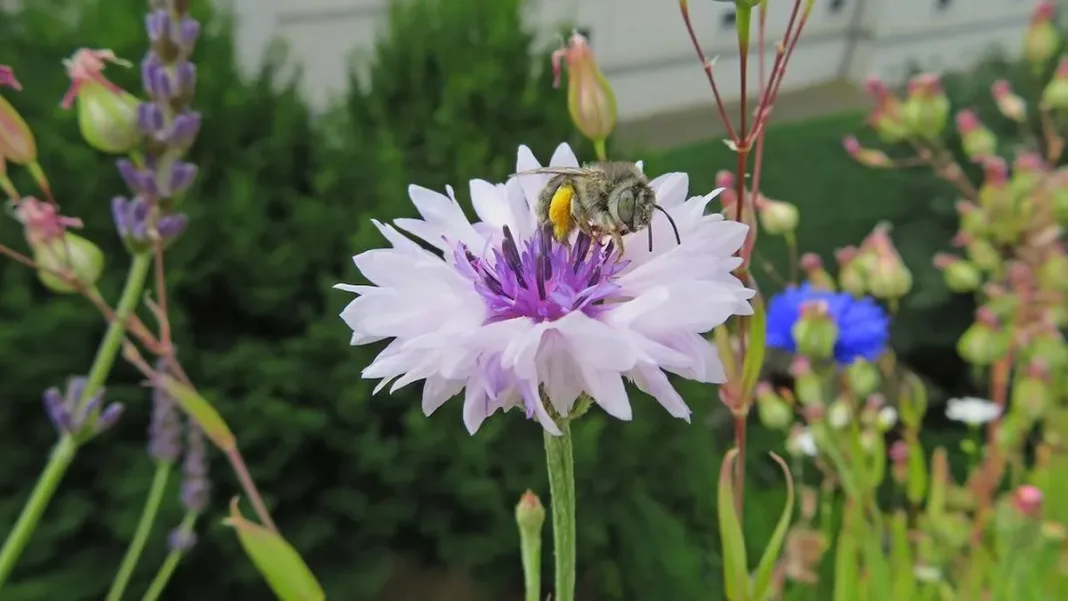 Un jardín para polinizadores: un refugio esencial para abejas y mariposas.
