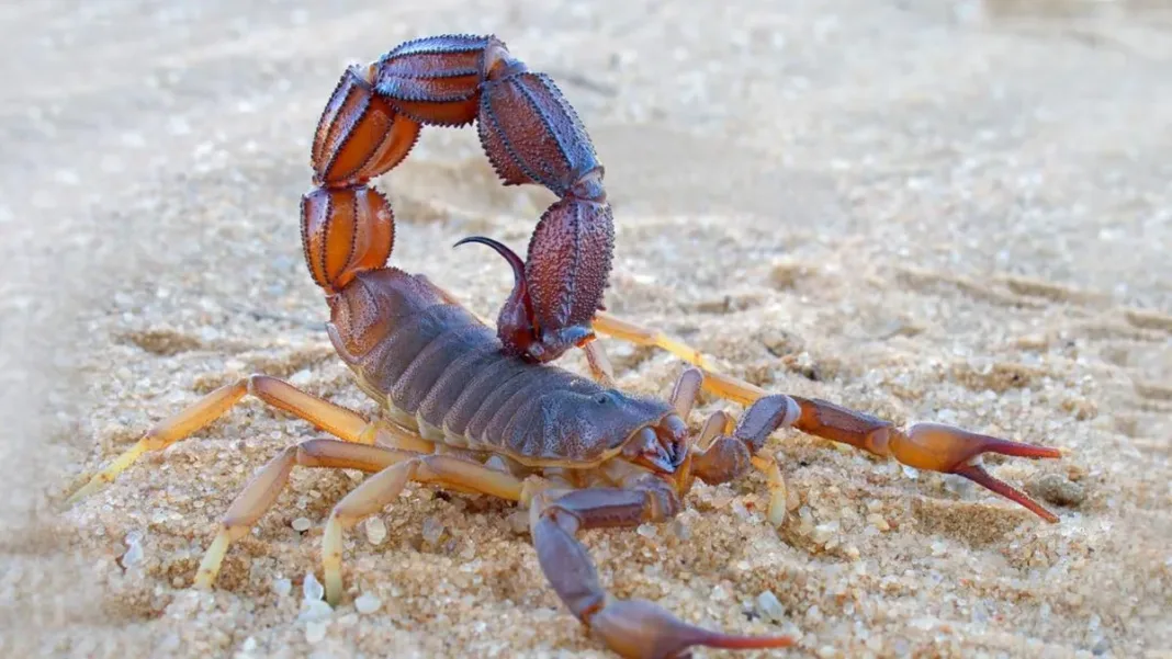 Escorpiones y alacranes: aprende a identificarlos y prevenir sus picaduras.