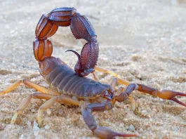 Escorpiones y alacranes: aprende a identificarlos y prevenir sus picaduras.