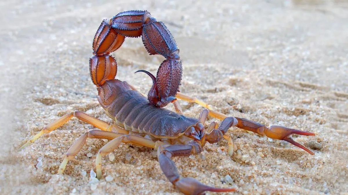 Escorpiones y alacranes: aprende a identificarlos y prevenir sus picaduras.