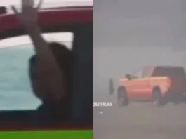 Atropello intencional de aves en Ritoque: polluelos muertos y nidos destruidos.