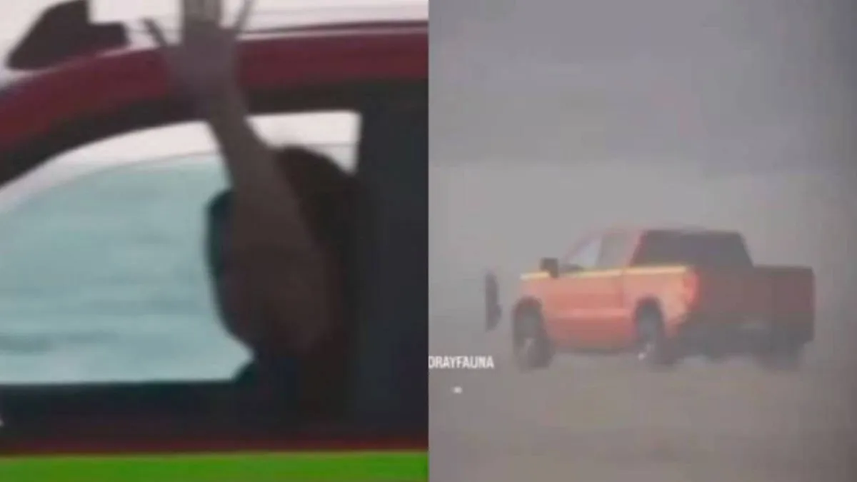 Atropello intencional de aves en Ritoque: polluelos muertos y nidos destruidos.