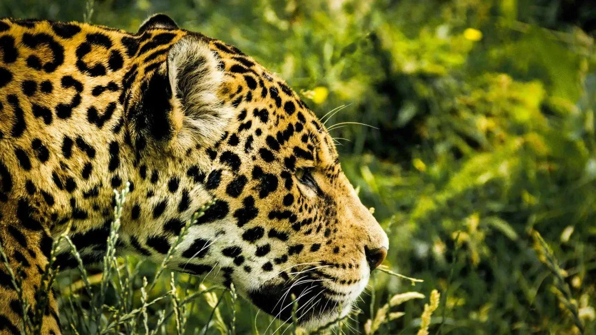 Chofer de turismo atropella jaguar en Argentina y enfrenta multa millonaria.