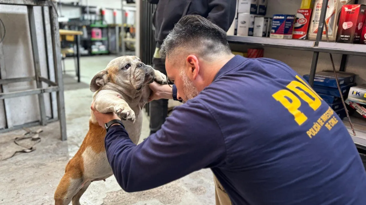 Detención en Lampa por maltrato animal: salud deplorable del sujeto implicado. Detención en Lampa por maltrato animal: salud deplorable del sujeto implicado.