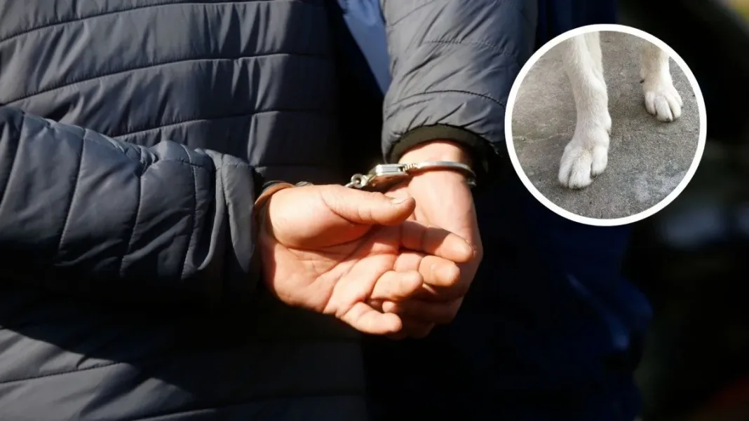 Hombre apuñala a perrita tras discusión; queda con arraigo nacional en Vallenar.