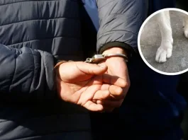 Hombre apuñala a perrita tras discusión; queda con arraigo nacional en Vallenar.