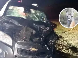 Accidente en Tierra del Fuego: choque tras esquivar un guanaco