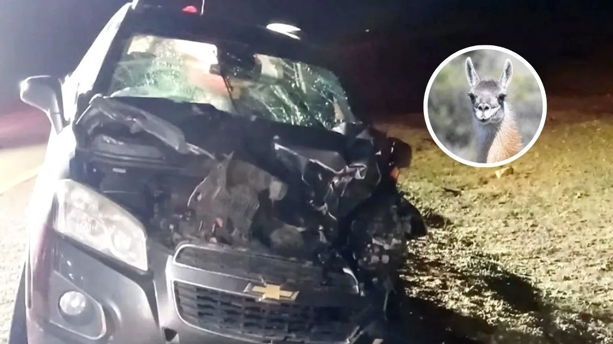 Accidente en Tierra del Fuego: choque tras esquivar un guanaco