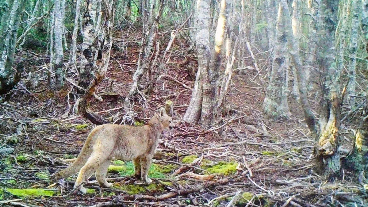 Cachorro de puma captado por primera vez en la región de Magallanes. Cachorro de puma captado por primera vez en la región de Magallanes.