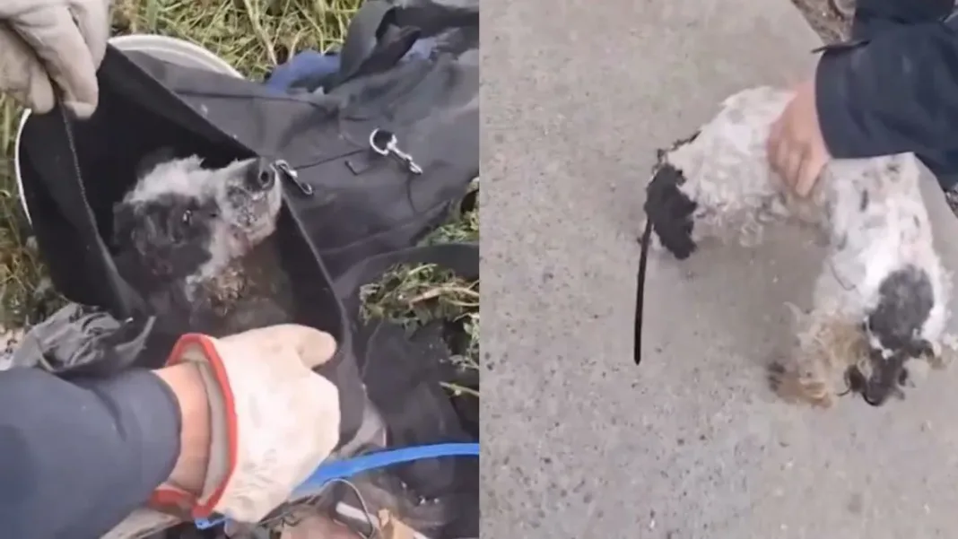 Perrito rescatado de un bolso en Renca: un caso de maltrato animal viralizado.